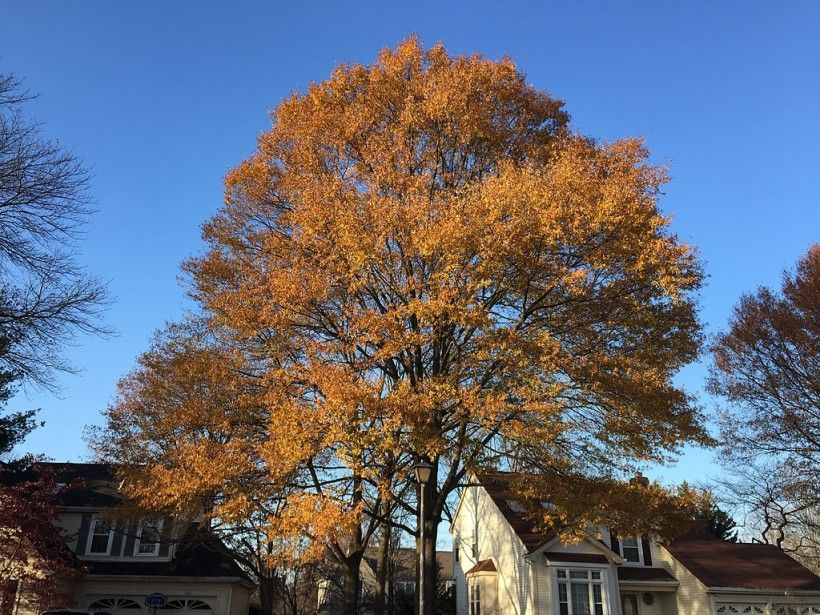 A Willow Oak in late fall, Famartin, CC BY-SA 4.0, via Wikimedia Commons