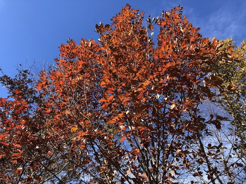 Swamp Chestnut Oak foliage in late autumn, Famartin, CC BY-SA 4.0, via Wikimedia Commons