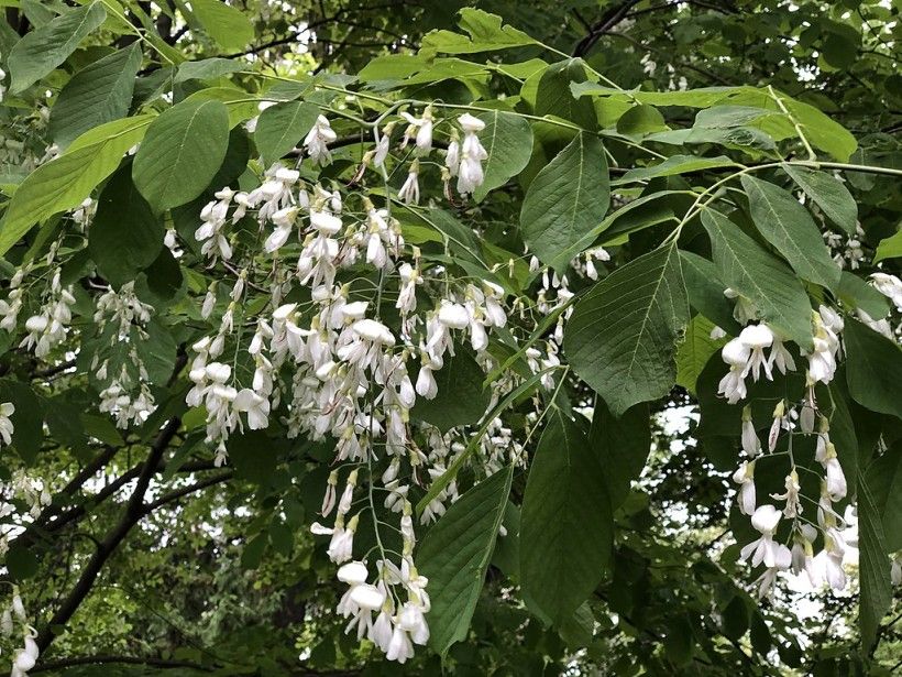 Leaves and flowers of the Yellowwood, Famartin, CC BY-SA 4.0, via Wikimedia Commons Leaves and flowers on the Yellowwood, Famartin, CC BY-SA 4.0, via Wikimedia Commons