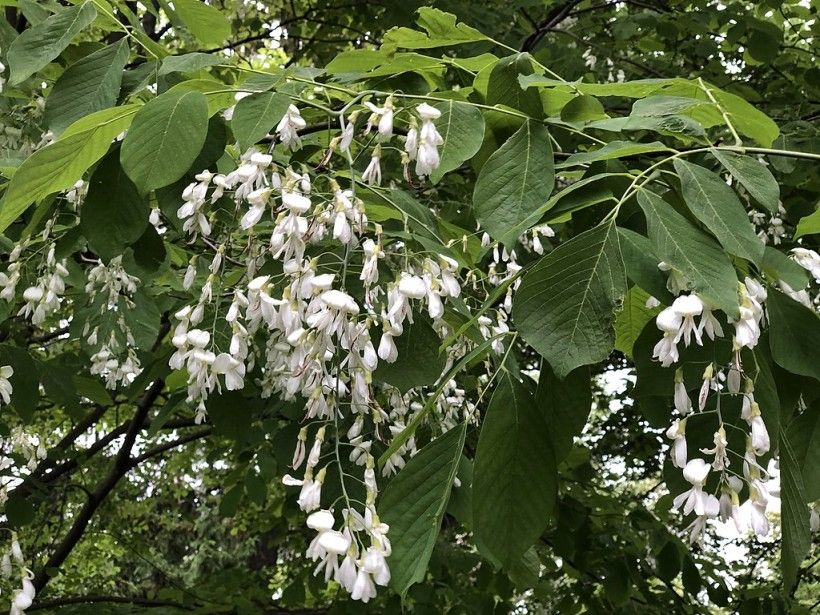 Leaves and flowers on the Yellowwood, Famartin, CC BY-SA 4.0, via Wikimedia Commons