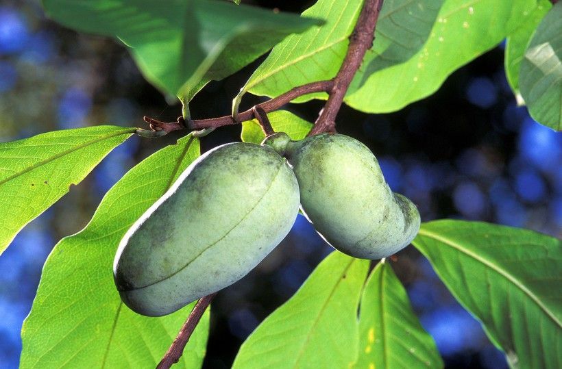 Pawpaw fruit. Scott Bauer, USDA, Public domain, via Wikimedia Commons