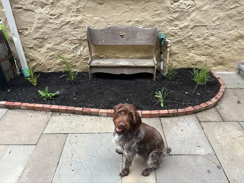 Native plant pocket garden challenge