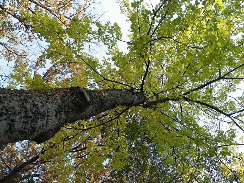 Looking up at the Common hackberry, Marija Gajić, CC BY-SA 4.0, via Wikimedia Commons