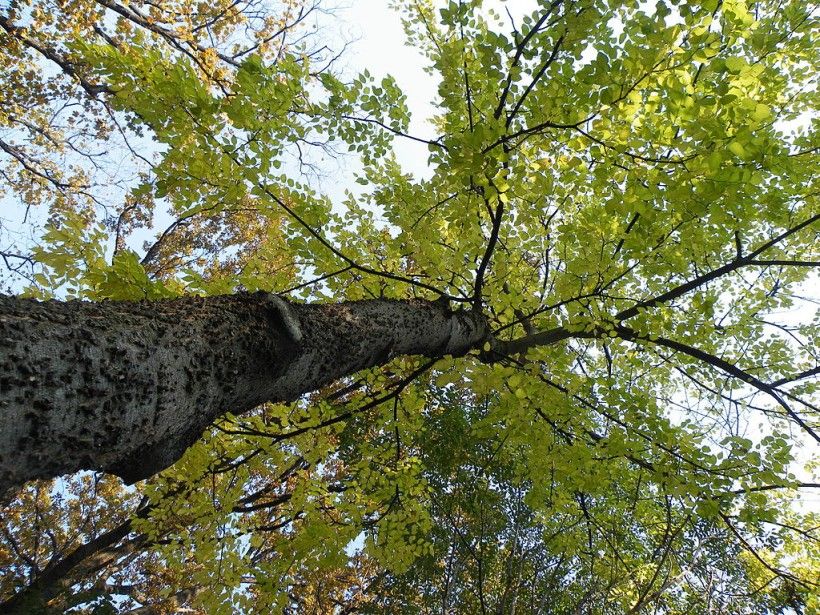 10 Trees to Plant in a Changing Climate | Brandywine Conservancy and ...