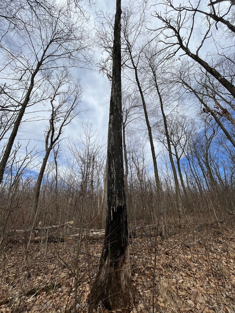 Fire damage in a Dry Oak – Mixed Hardwood Forest