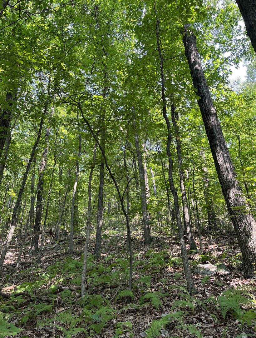 Healthy Dry Oak – Mixed Hardwood Forest