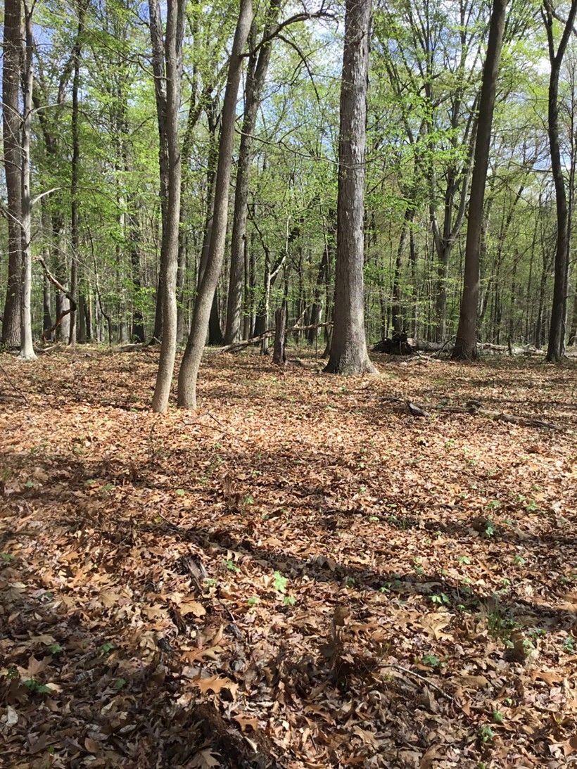 Dry Oak – Mixed Hardwood Forest