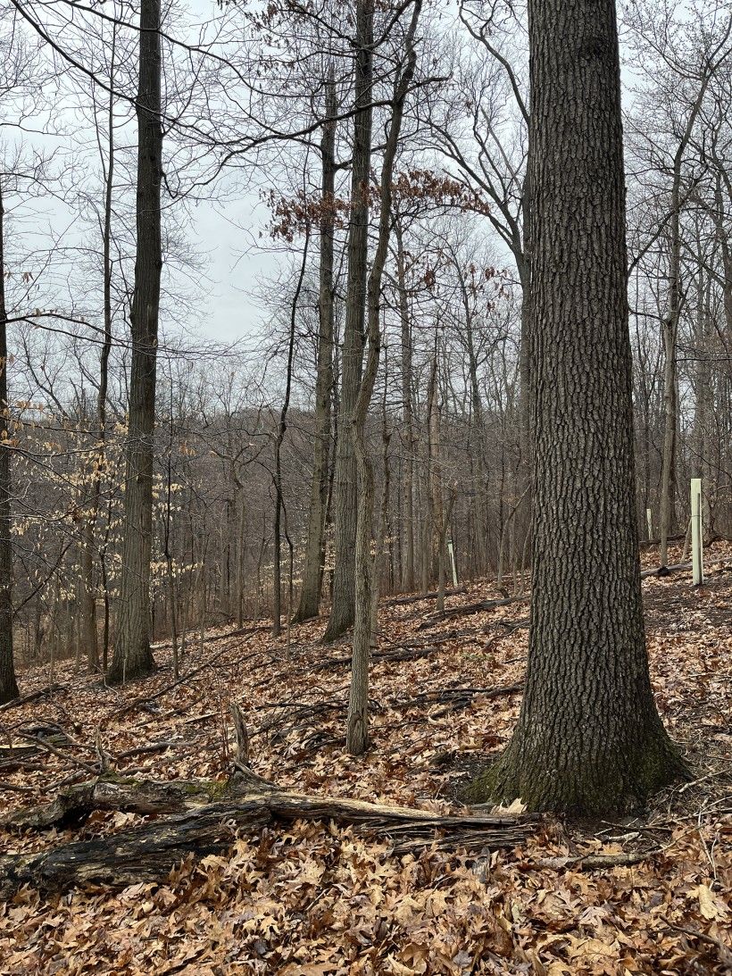 Healthy Dry Oak – Mixed Hardwood Forest