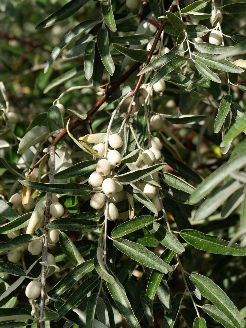 Berries of Russian Olive. Agnieszka Kwiecień, Nova, CC BY-SA 4.0, via Wikimedia Commons