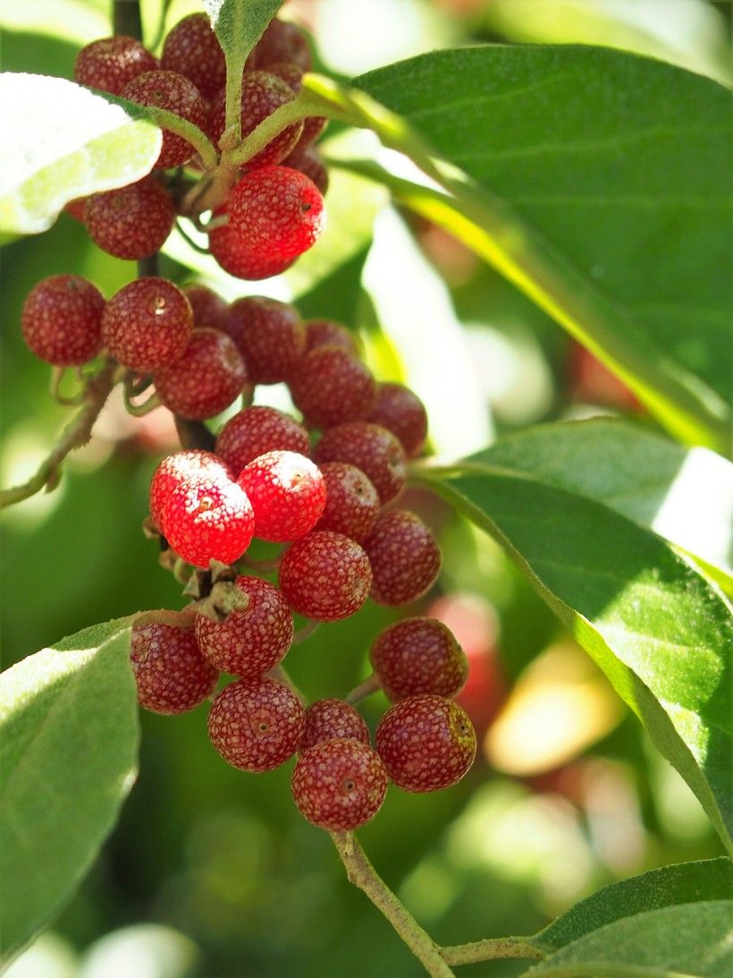 Berries of Autumn Olive, Katrin Schneider, korina.info – CC-BY-SA-4.0, via Wikimedia Commons 