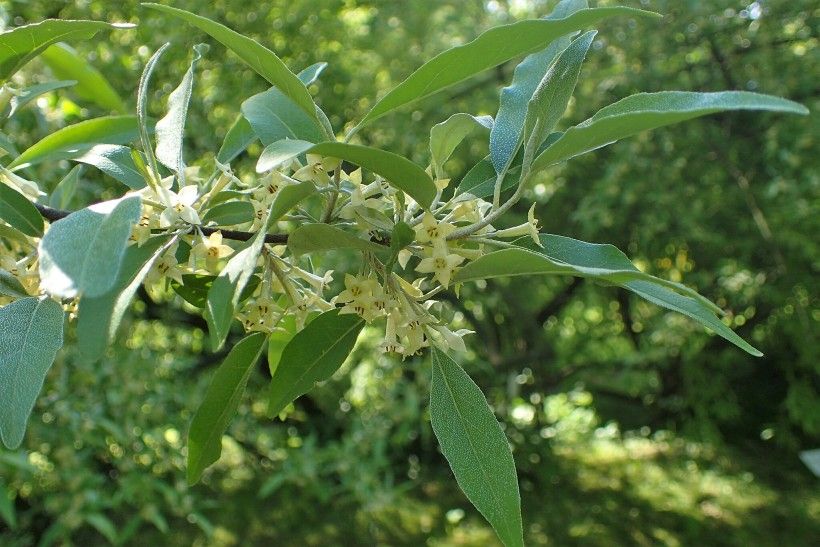 Flowers of Autumn Olive (Elaeagnus umbellate). Krzysztof Ziarnek, Kenraiz, CC BY-SA 4.0, via Wikimedia Commons Flowers of Autumn Olive (Elaeagnus umbellate). Krzysztof Ziarnek, Kenraiz, CC BY-SA 4.0, via Wikimedia Commons