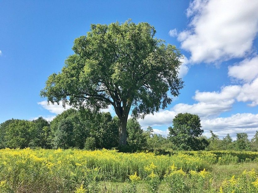 American Elm, Marty Aligata, CC BY-SA 4.0, via Wikimedia Commons American Elm, Marty Aligata, CC BY-SA 4.0, via Wikimedia Commons