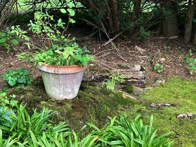 Native Plant pocket garden challenge