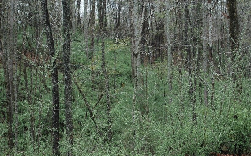 Autumn Olive taking over the understory along the side of a road. Chris Evans, University of Illinois, Bugwood.org Autumn Olive taking over the understory along the side of a road. Chris Evans, University of Illinois, Bugwood.org