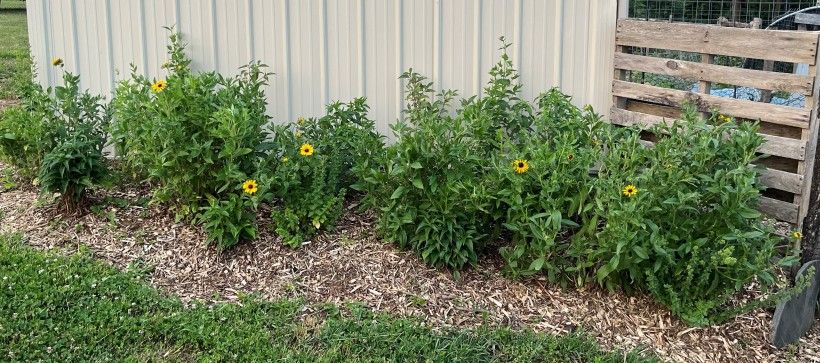 native plant pocket garden challenge