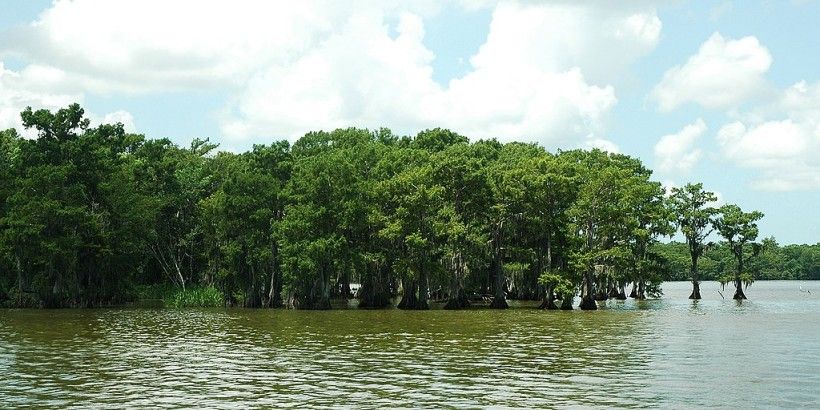 Bald Cypress, William L. Farr, CC BY-SA 4.0, via Wikimedia Commons