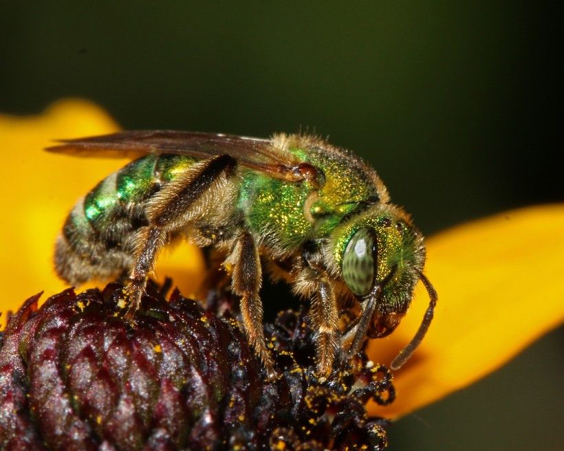 Up close photo of bee pollinating flower. Photo by Phyllis Terchanik​.