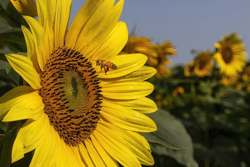 Bee flying towards a yellow sunflower. Photo by Michael Drazdzinski​.