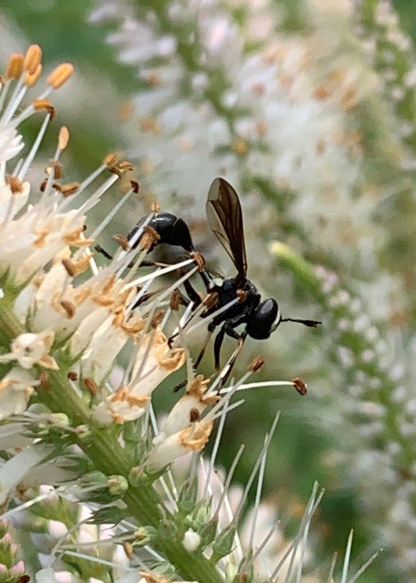 Photo by Mekenzie Millward. Insect pollinating a flower. Photo by Mekenzie Millward.