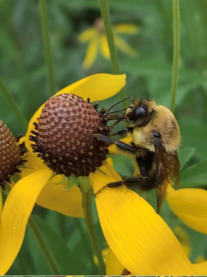 Bee pollinating a flower. Photo by Michael Schildkamp​.