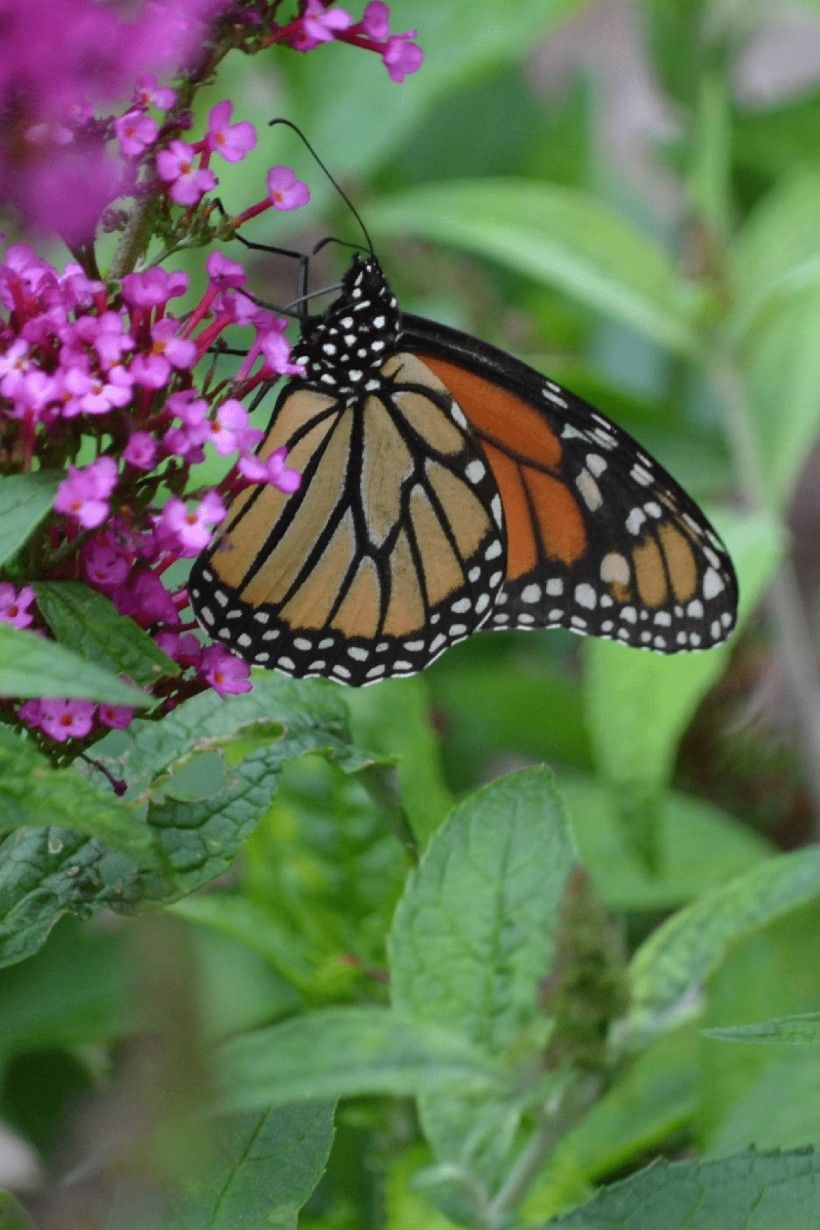 Photo by Joshua M. Monarch butterfly nectaring on a purple flower. Photo by Joshua M.