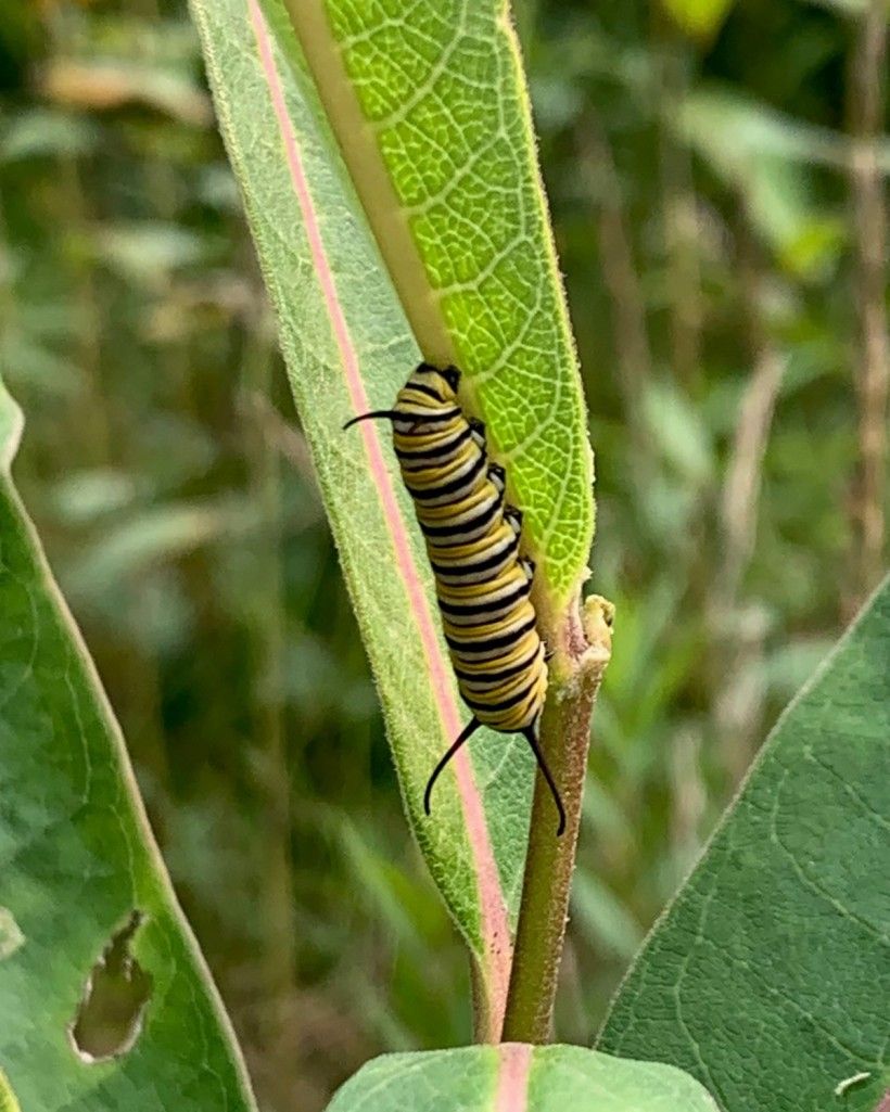 Photo by Mekenzie Millward. Monarch caterpillar on a leaf. Photo by Mekenzie Millward.