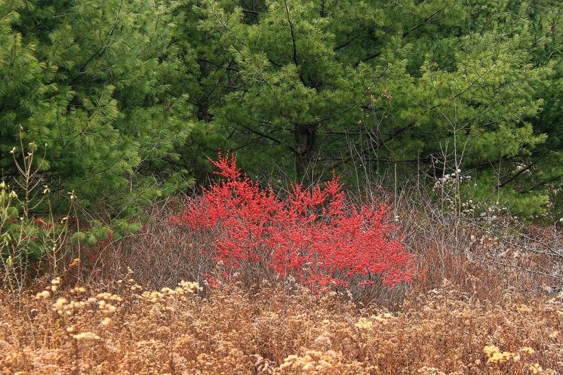 Winterberry Holly along a woodland edge where Autumn or Russian Olive might normally be found. Nicholas A. Tonelli from Northeast Pennsylvania, USA, CC BY 2.0, via Wikimedia Commons