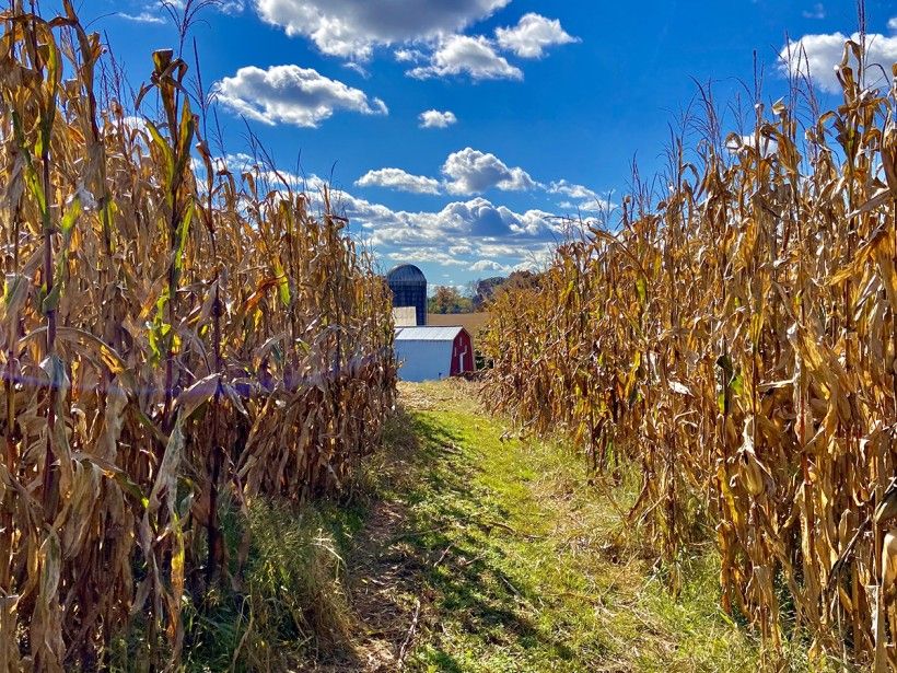 cornfields with blue sky