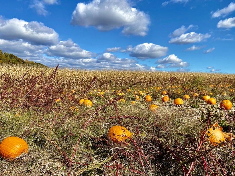 Photo by Lisa Timbers pumpkin patch with blue sky
