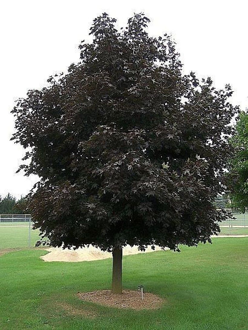 Purple leaves of Acer platanoides ‘Crimson King’. David J. Stang, CC BY-SA 4.0, via Wikimedia Commons Crimson king Norway maple
