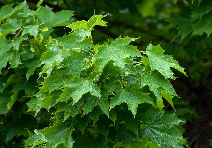 Norway maple branch