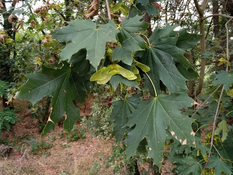 Norway maple leaves with samaras. Josep Gesti, CC BY-SA 4.0, via Wikimedia Commons Norway maple tree with samaras