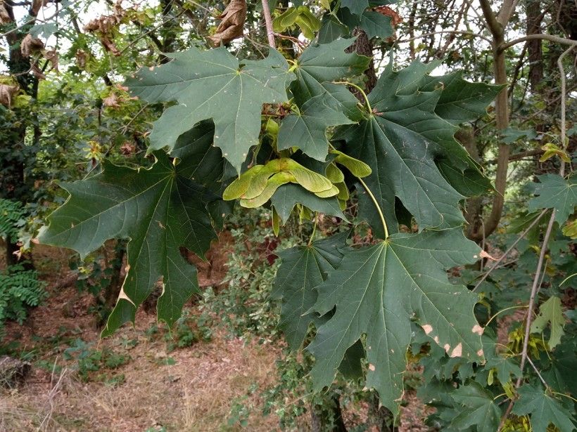 Norway maple tree with samaras