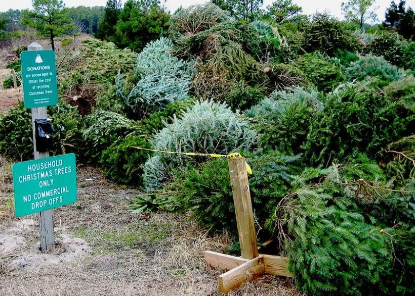 A pile of used Christmas trees waiting to be recycled at a drop off center