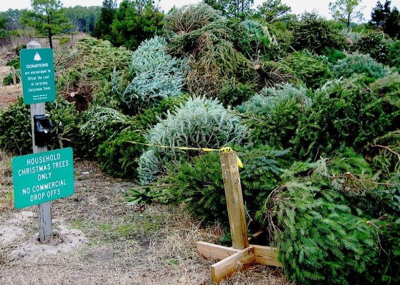 Photo credit: Mike Mahaffie, flickr A pile of used Christmas trees waiting to be recycled at a drop off center