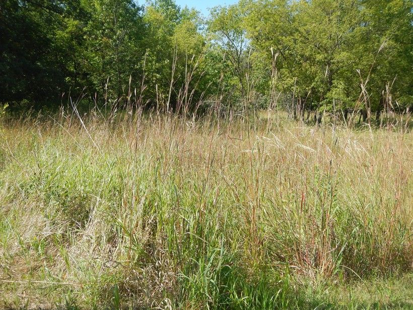 Big bluestem (Andropogon gerardii) growing in serpentine barrens. Matt Lavin from Bozeman, Montana, USA, CC BY-SA 2.0, via Wikimedia Commons Big bluestem (Andropogon gerardii)