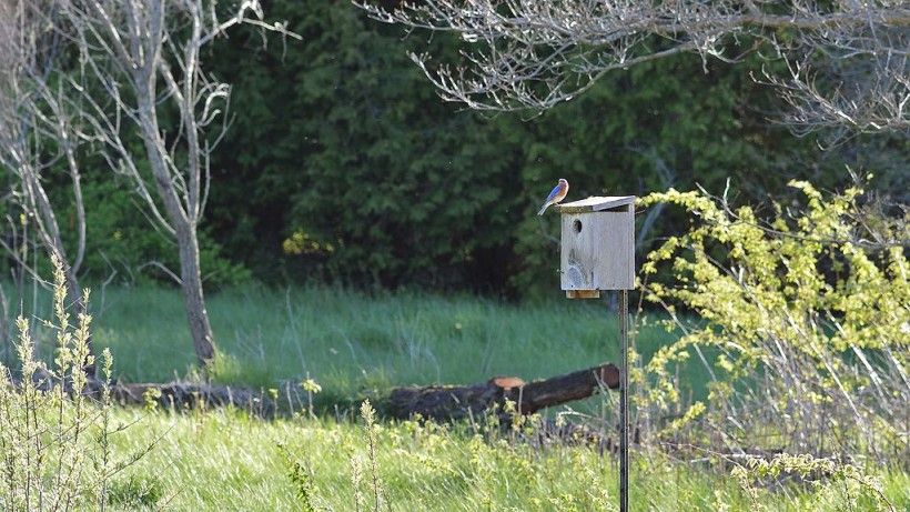 eastern bluebird