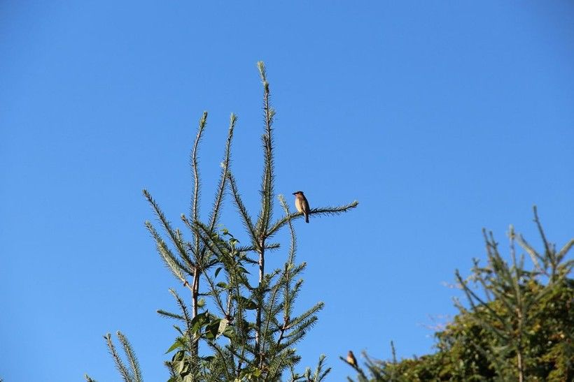 A cedar waxwing rests on the branch of a Christmas tree