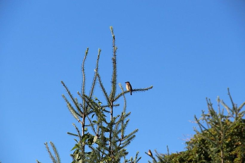 A cedar waxwing rests on the branch of a Christmas tree. Photo credit: Jllm06, via Wikimedia Commons A cedar waxwing rests on the branch of a Christmas tree