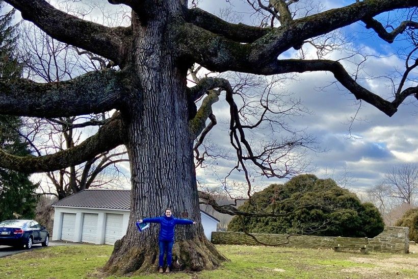 Photo of a champion oak tree that recently fell, with a Brandywine Conservancy staff member standing at its base with arms spread open to show how large it was when it was still standing
