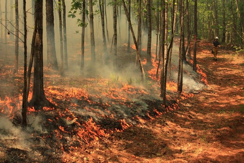 Alabama Extension, CC0, via Wikimedia Commons Fire break in the forest