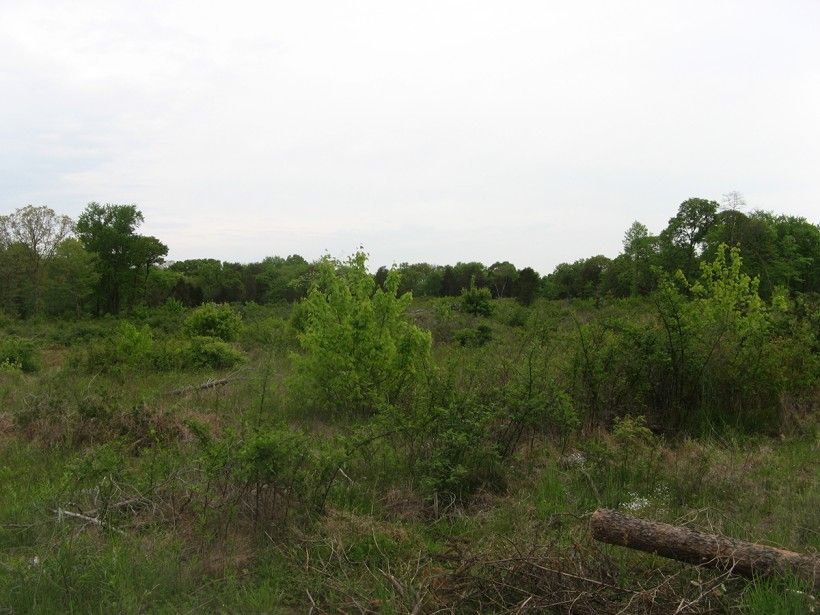 Serpentine barrens grassland in need of management