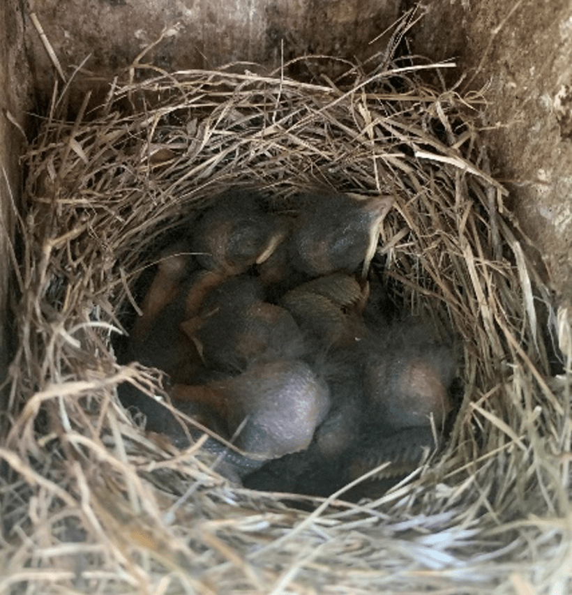 A clutch of bluebird hatchlings. Photo by D. Scott Jones.