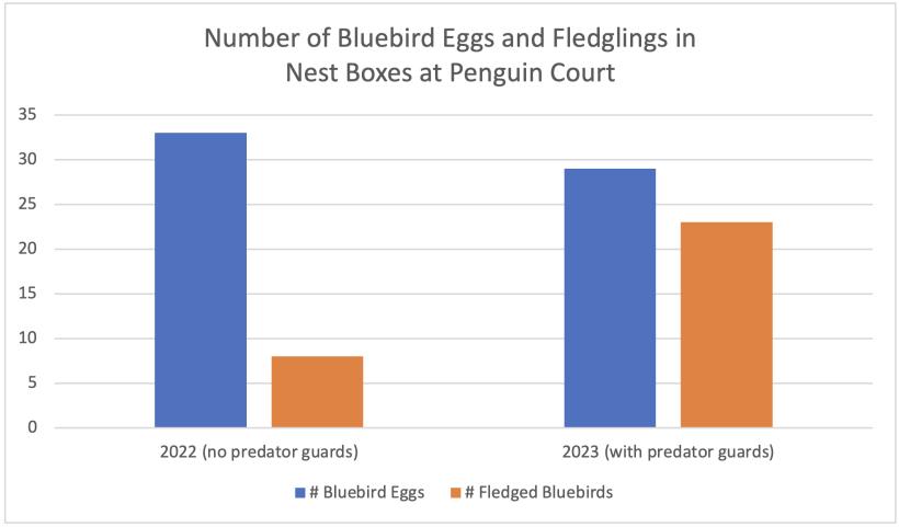 This graph shows the number of fledged bluebirds compared to the number of bluebird eggs laid in 2022 and 2023.  More birds fledged in 2023, the year predator guards were added.
