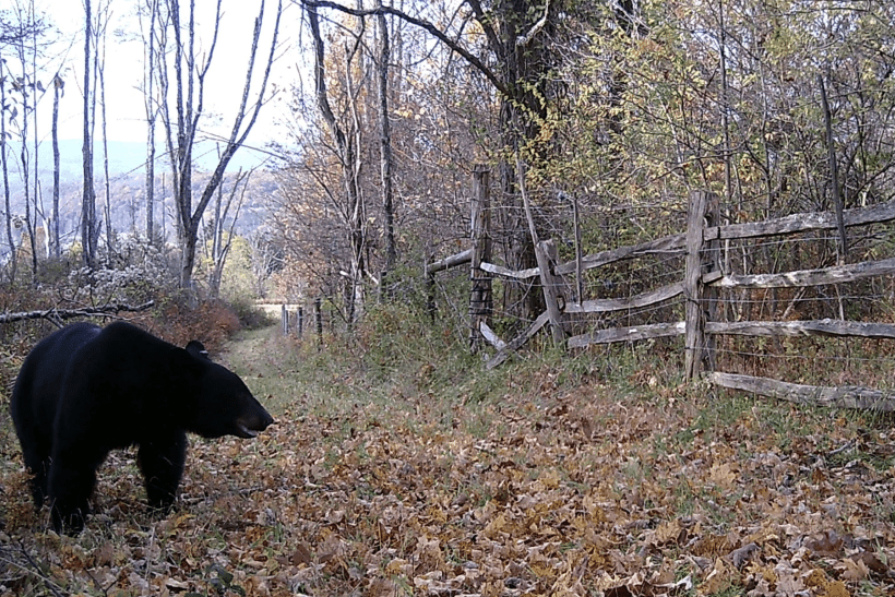 A black bear on a trail in a forest during the fall.