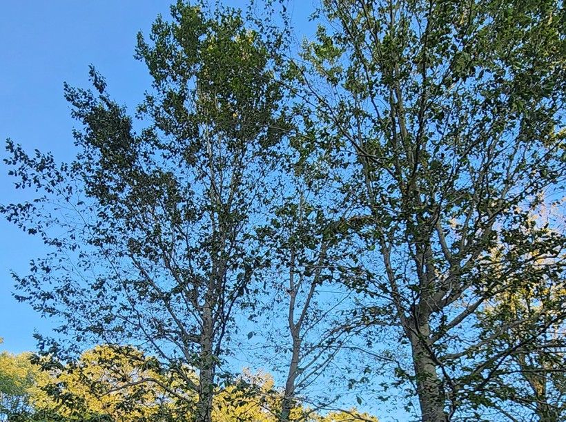 horizontal photo of the thinned crown of a beech leaf tree as a result of Beech Leaf Disease