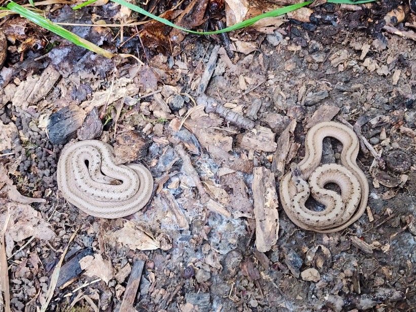 A overhead shot of two snakes coiled up in a pile of leaves.