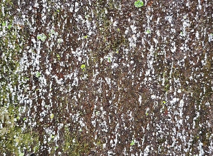 an upclose shot of symptoms of Beech Bark Disease (BBD). 