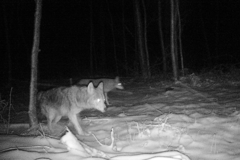 A black and white photo of a two wolves at night in a forest.