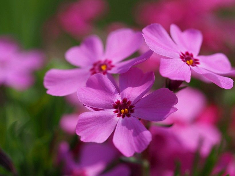 close up photo of a pink flower with five petals.